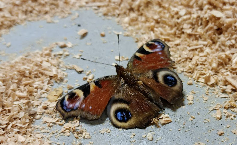 Babočka admirál v naší truhlářské dílně